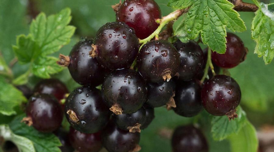 смородина &copy;&nbsp;Изображение сгенерировано нейросетью Gigachat