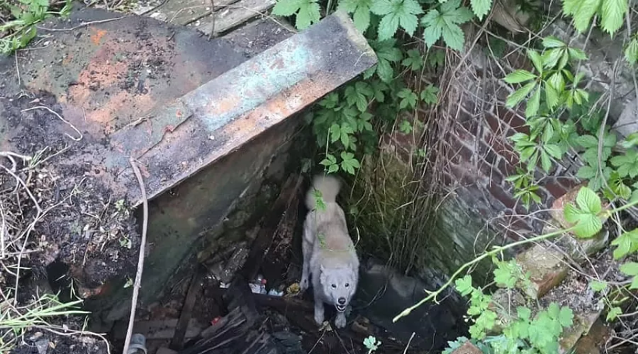  &copy;&nbsp;Фото из инстаграма &laquo;Кубань-СПАС&raquo;, instagram.com/kuban_spas/