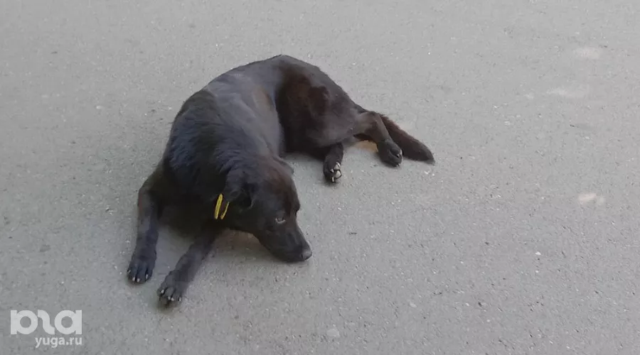  &copy;&nbsp;Фото Ярославы Гуляевой, Юга.ру