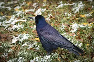  &copy;&nbsp;Елена Синеок, Юга.ру