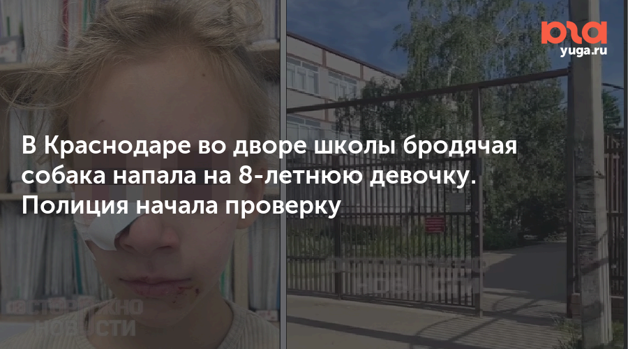 В Краснодаре во дворе школы бродячая собака напала на 8-летнюю девочку. Полиция начала проверку