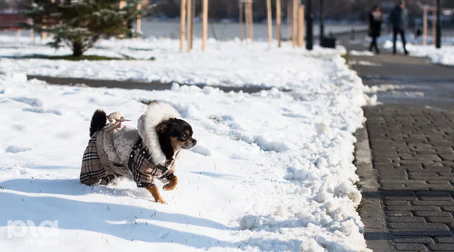  &copy;&nbsp;Фото Елены Синеок, Юга.ру