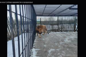Африканский лев © Скриншот фото из письма от прокуратуры Краснодарского края