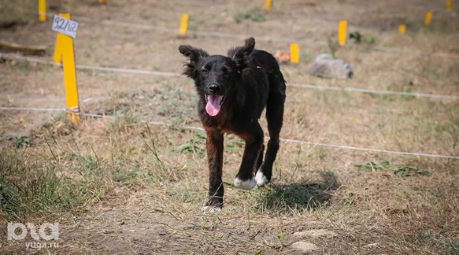 Археологические раскопки &copy;&nbsp;Фото Елены Синеок, Юга.ру