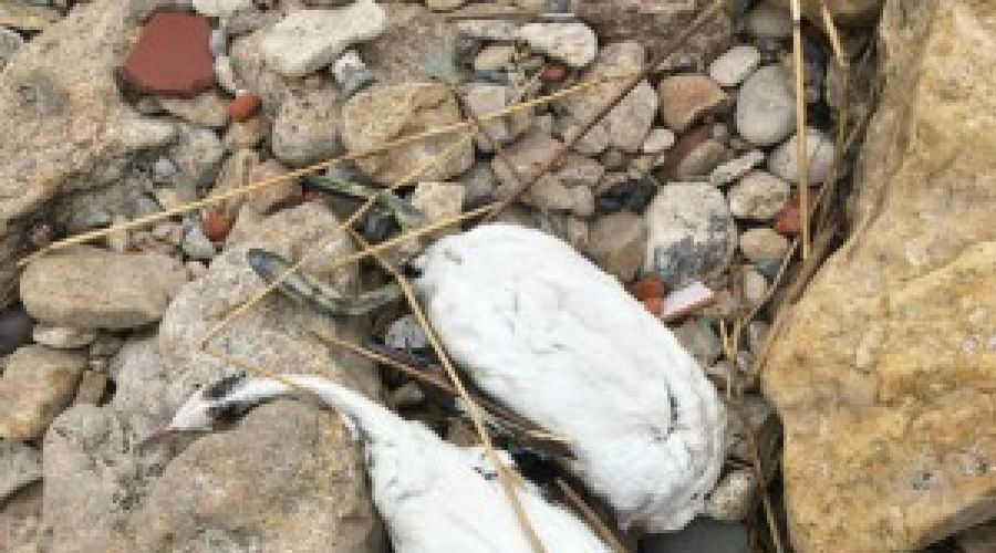 Падеж птицы &copy;&nbsp;Фото из группы vk.com/etorostovnadonu