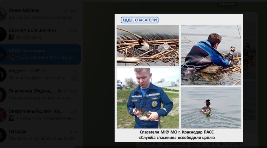  &copy;&nbsp;Скриншот с телеграм-канала t.me/eddskrd23