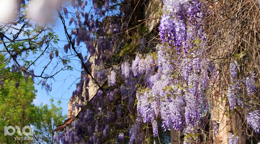 Цветение глицинии в Краснодаре &copy;&nbsp;Фото Марины Солошко, Юга.ру