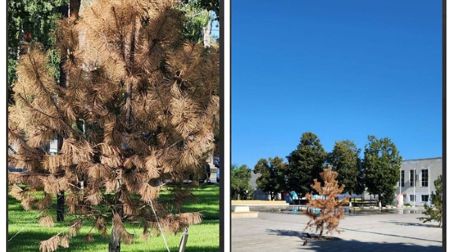  &copy;&nbsp;Скриншот из телеграм-канала &laquo;Телетайп&raquo; https://t.me/tipichkras/68058