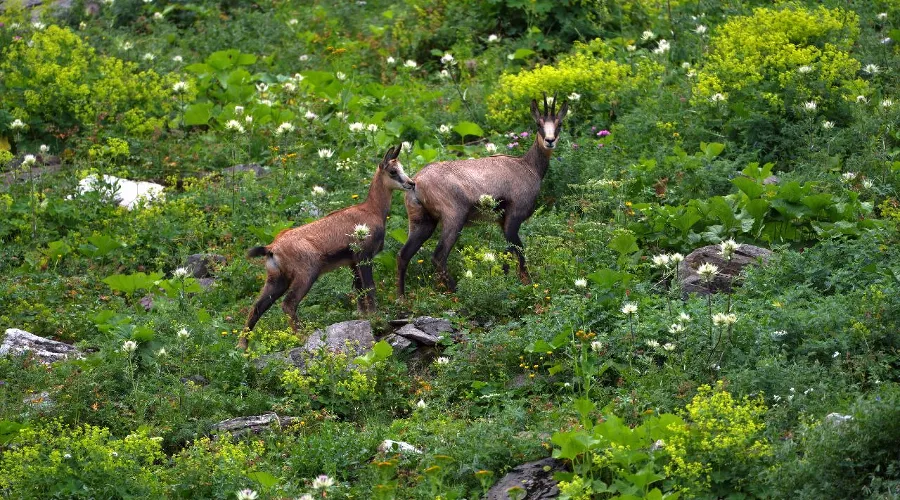 Серны на Курорте Красная Поляна &copy;&nbsp;Фото пресс-службы Курорта Красная Поляна