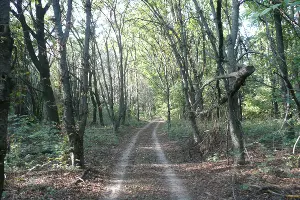 Памятник природы «Лесопарк Хомуты» &copy;&nbsp;Фото с сайта Управления особо охраняемыми природными территориями Краснодарского края, http://www.uooptkk.ru/