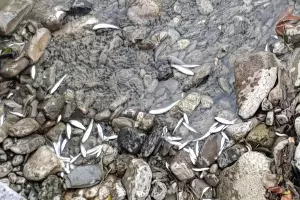  &copy;&nbsp;Скриншот фото из телеграм-канала &laquo;ЧП Дагомыс&raquo;