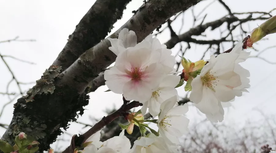  &copy;&nbsp;Фото пресс-службы Сочинского национального парка