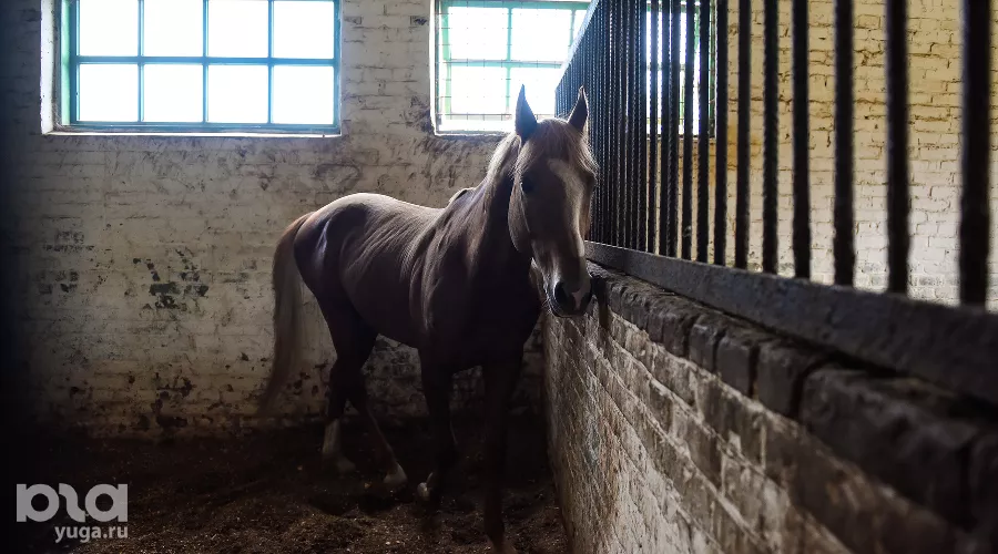  &copy;&nbsp;Фото Елены Синеок, Юга.ру