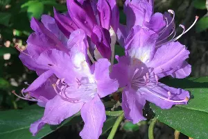 Рододендрон понтийский &copy;&nbsp;Фото пресс-службы Кавказского биосферного заповедника