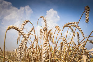  © Фото Елены Синеок, Юга.ру