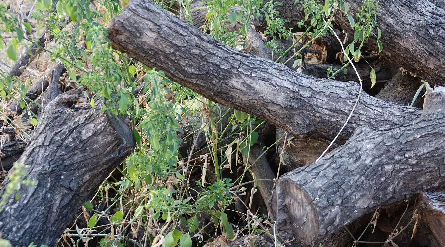  &copy;&nbsp;фото lachetas с сайта Freepik https://www.freepik.com/free-photo/wooden-trunks_1051056.htm