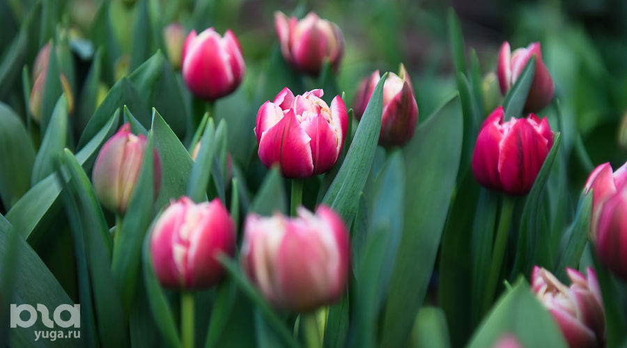  © Фото Елены Синеок, Юга.ру