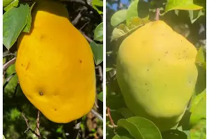  &copy;&nbsp;Скриншот из телеграм-канала Сочинского географического общества https://t.me/sochigeograf/4338