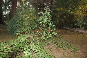  &copy;&nbsp;Фото пресс-службы Сочинского нацпарка