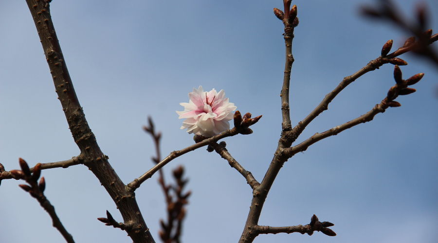  © Фото пресс-службы Сочинского нацпарка