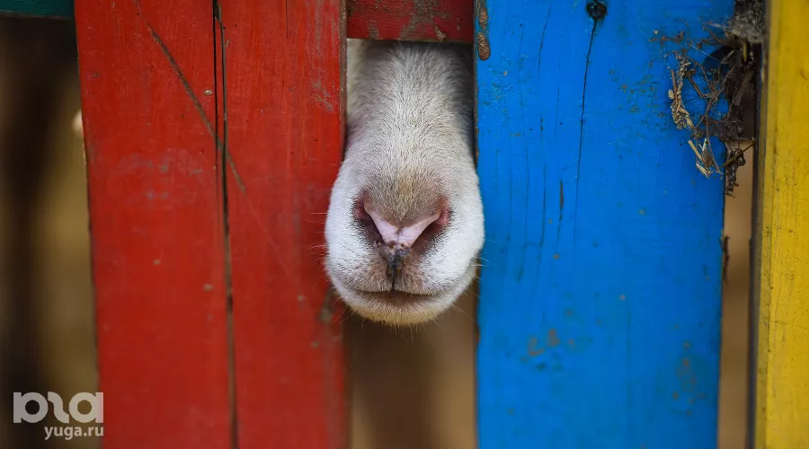  &copy;&nbsp;Фото Елены Синеок, Юга.ру