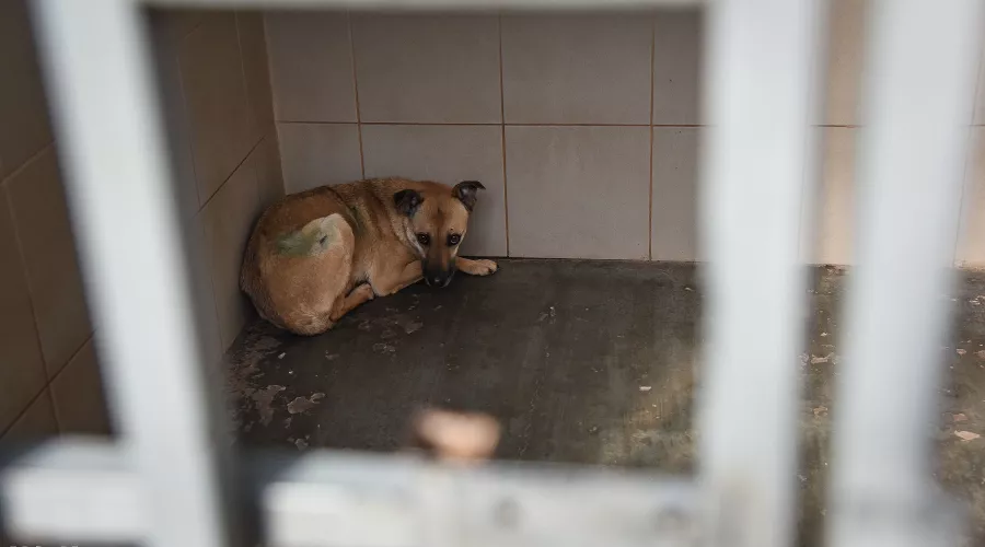  &copy;&nbsp;Фото Елены Синеок, Юга.ру