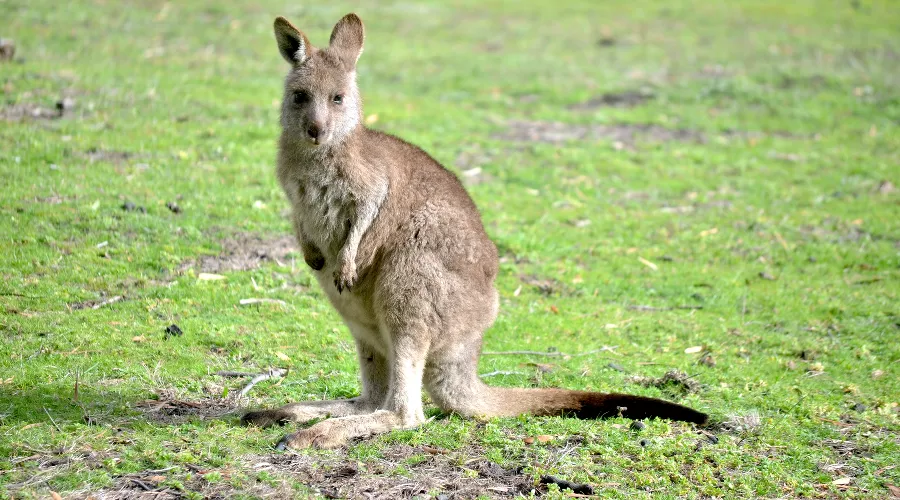 Кенгуру &copy;&nbsp;Фото wirestock, Freepik.com