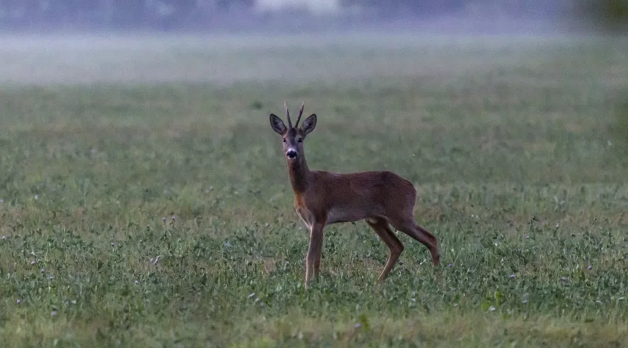  &copy;&nbsp;Фото Erik Karits, unsplash.com