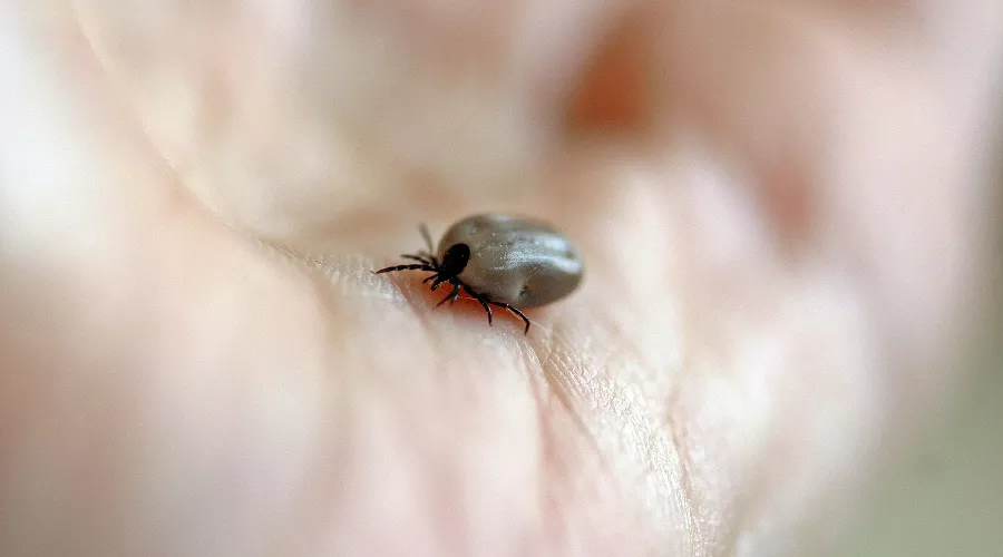  &copy;&nbsp;Фото с сайта pixabay.com