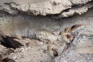  &copy;&nbsp;Фото пресс-службы Сочинского нацпарка