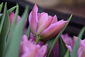 Тюльпаны &copy;&nbsp;Фото Елены Синеок, Юга.ру