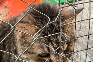  &copy;&nbsp;Фото Даниила Вальца