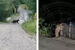 &copy;&nbsp;Коллаж из скриншотов видео из телеграм-каналов &laquo;Типичный Сочи&raquo; и Sochi Today