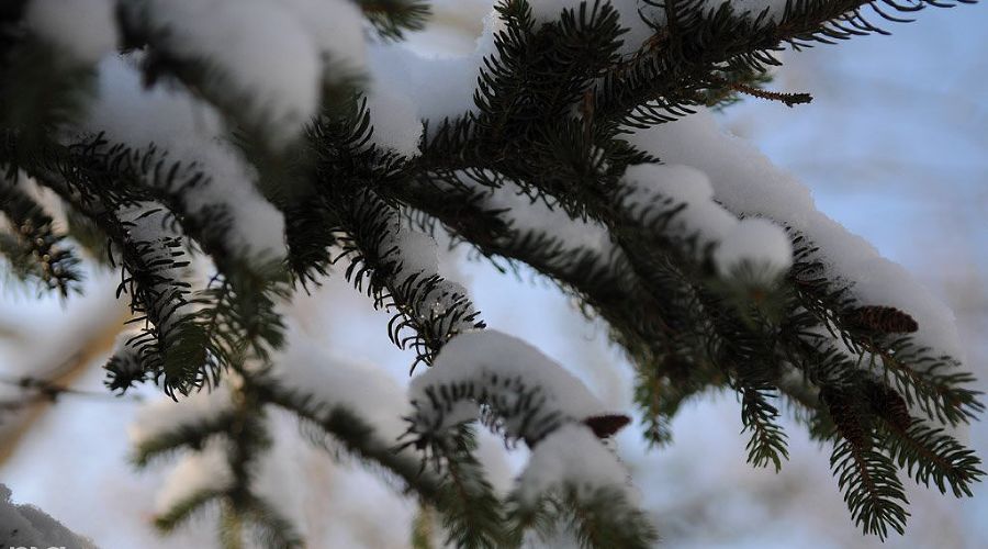 Зима в Краснодаре © Елена Синеок. ЮГА.ру