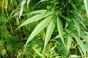  &copy;&nbsp;Фото с сайта pixabay.com