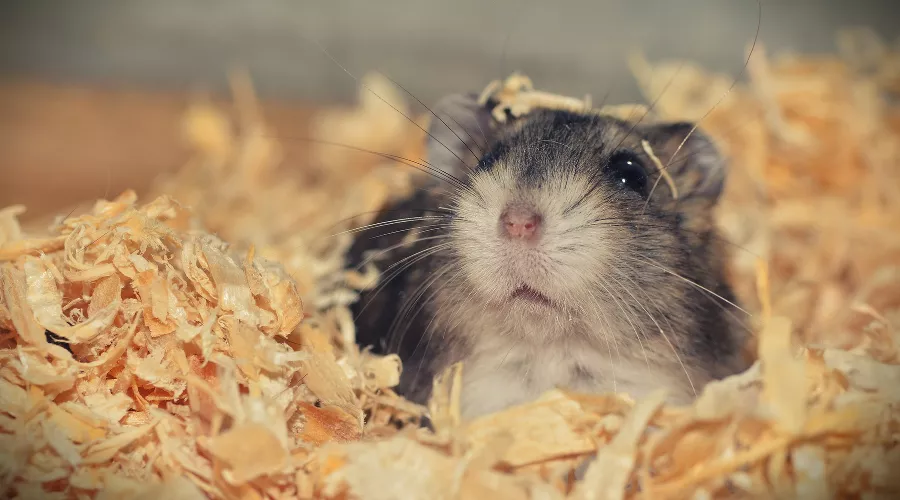  &copy;&nbsp;Фото с сайта pixabay.com