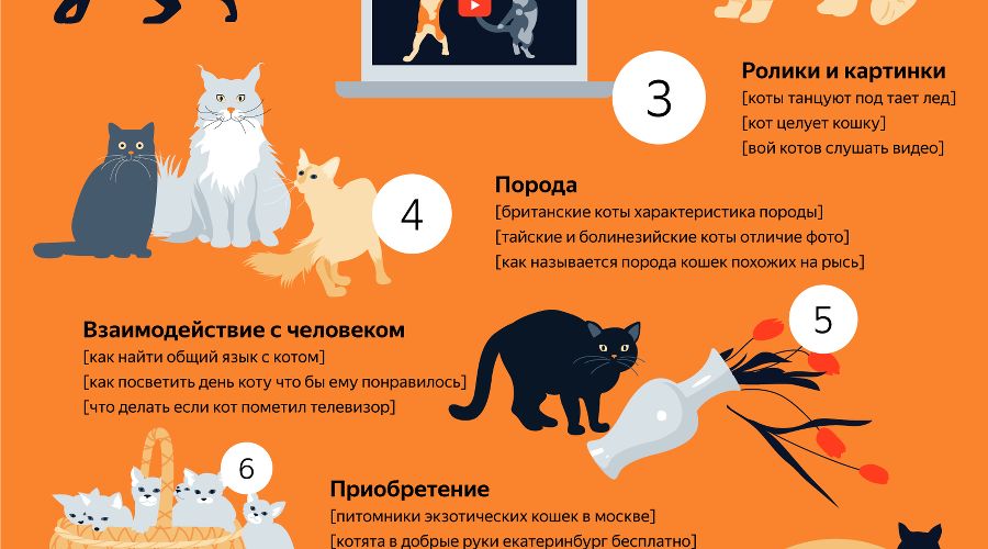 5 популярных аккаунтов собак и кошек, которые вы не сможете отпустить из рук