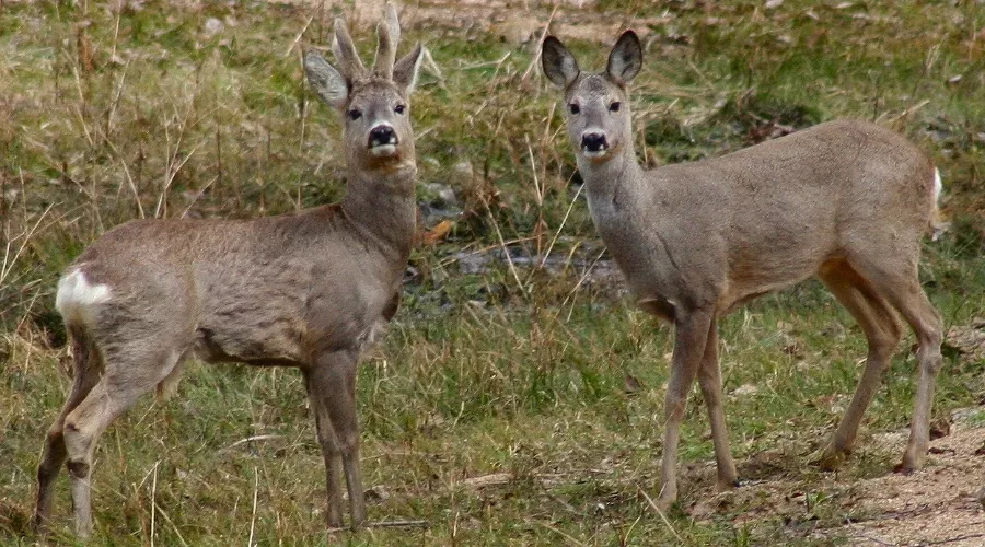  &copy;&nbsp;Фото пресс-службы Сочинского национального парка