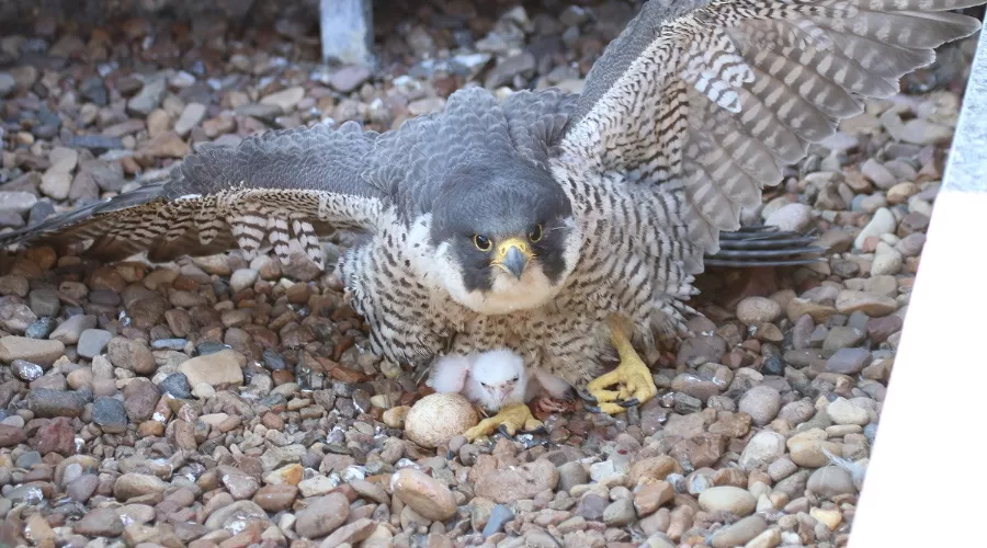 &copy;&nbsp;Фото Эльзы Габбасовой