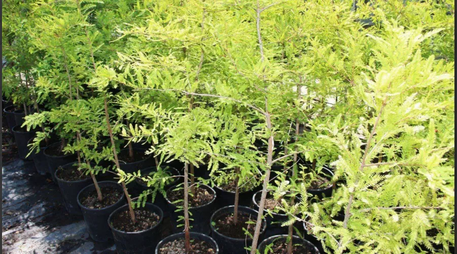  &copy;&nbsp;Скриншот из телеграм-канала &laquo;Анапское Черноморье&raquo; https://t.me/anapanovosti/65390