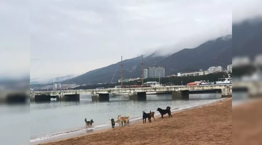  &copy;&nbsp;Фото из инстаграма зоозащитной группы Геленджика ZOOGELENDZHIK, instagram.com/zoogelendzhik/