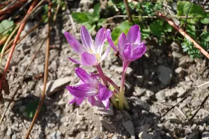 Безвременник великолепный &copy;&nbsp;Фото пресс-службы Сочинского нацпарка