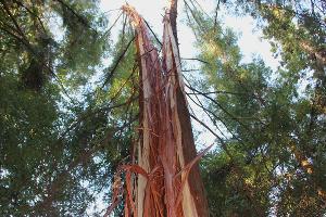  © Фото пресс-службы Сочинского нацпарка