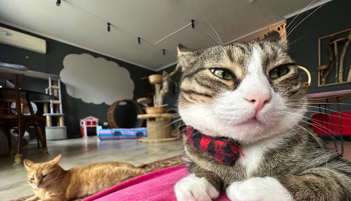 Чокопай, Бисквит и Марципан: есть нельзя, гладить — можно