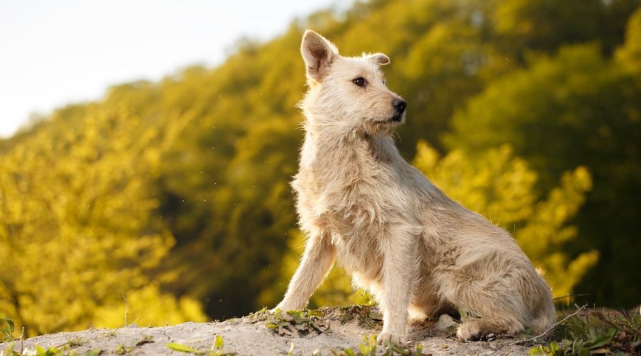  © Фото пресс-службы курорта «Роза Хутор»