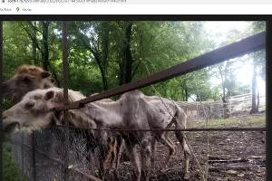 Скриншот с сайта &copy;&nbsp;https://sochi1.ru/