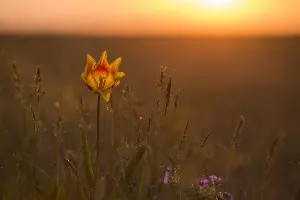 Тюльпан Шренка &copy;&nbsp;Фото Nimuel23, commons.wikimedia.org (по лицензии CC 4.0)