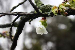 Вишня полущетинистая колючая &copy;&nbsp;Фото пресс-службы Сочинского нацпарка