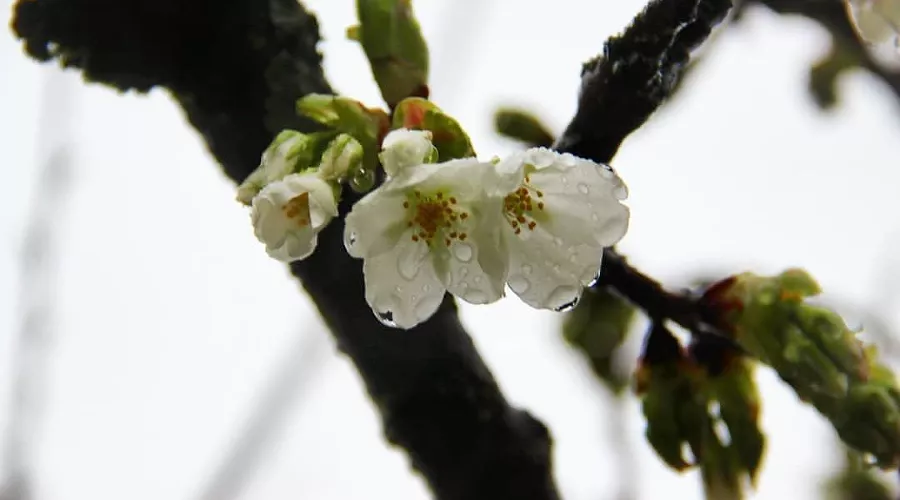 Вишня полущетинистая колючая &copy;&nbsp;Фото пресс-службы Сочинского нацпарка