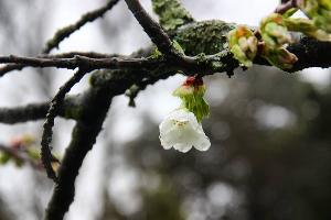 Вишня полущетинистая колючая &copy;&nbsp;Фото пресс-службы Сочинского нацпарка